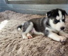 Sibi�sk� husky k dispozici
