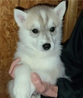 Sibi�sk� husky k dispozici
