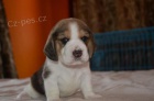 �pi�kov� v�stavn� kvalita "�t��ata beagle