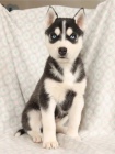 P�kn� sibi�sk� husky k adopci