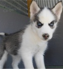 P�kn� sibi�sk� husky k adopci