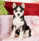 P�kn� sibi�sk� husky k adopci