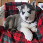 Sibi�sk� husky �t��ata k dispozici