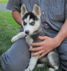 Sibi�sk� husky �t��ata p�ipravena