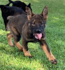 Štěňata německého ovčáka k adopci Štěňata německého ovčáka k adopci