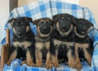 Štěňata německého ovčáka k adopci Štěňata německého ovčáka k adopci