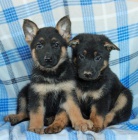 Samci a samice štěňata německého ovčáka k adopci Samci a samice štěňata německého ovčáka k adopci
