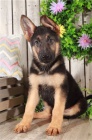 Štěňata německého ovčáka k adopci   Štěňata německého ovčáka k adopci