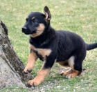 Štěňata německého ovčáka připravena .. Štěňata německého ovčáka připravena ..