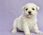 Štěňata West Highland White Terrier k adopci Štěňata West Highland White Terrier k adopci