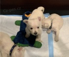 Štěňata West Highland White Terrier připravena Štěňata West Highland White Terrier připravena