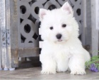 Hravá štěňata West Highland White Terrier připravena Hravá štěňata West Highland White Terrier připravena