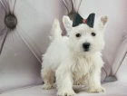 Hravá štěňata West Highland White Terrier připravena.   Hravá štěňata West Highland White Terrier připravena.
