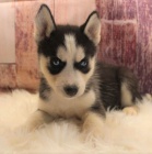 Kr�sn� a rozko�n� �t��ata sibi�sk�ho husky