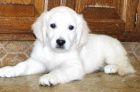 ZLATÝ RETRIEVER ZLATÝ RETRIEVER