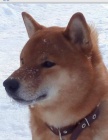 �t��ata shiba inu