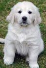 Zlatý retriever) Zlatý retriever)
