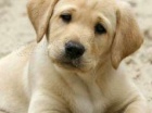 labradorský retrívr labradorský retrívr