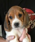 štěňata beagle jsou nyní k dispozici štěňata beagle jsou nyní k dispozici