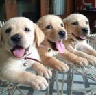 labradorsky retriever labradorsky retriever