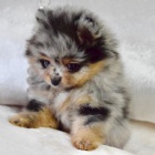 Pomeranian �t��ata k adopci