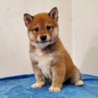 Rozko�n� �t��ata shiba inu na prodej
