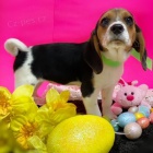 beagle na prodej. beagle na prodej.