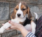 krásný beagle na prodej. krásný beagle na prodej.