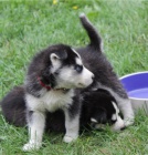 Krásná štěňata sibiřského husky retrívra Krásná štěňata sibiřského husky retrívra