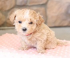 Krásná štěňata maltipoo retrívra Krásná štěňata maltipoo retrívra