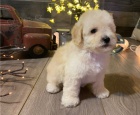 Krásná štěňata maltipoo retrívra Krásná štěňata maltipoo retrívra