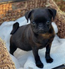 Krásná štěňata mops retrívra Krásná štěňata mops retrívra