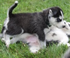 Krásná štěňata sibiřského husky retrívra Krásná štěňata sibiřského husky retrívra