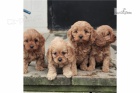 Krásná štěňata retrívra cavapoo Krásná štěňata retrívra cavapoo
