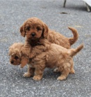 Krásná štěňata retrívra cavapoo Krásná štěňata retrívra cavapoo