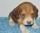 Krásná štěňata beagle retrívra Krásná štěňata beagle retrívra