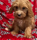 Krásná štěňata retrívra cavapoo Krásná štěňata retrívra cavapoo