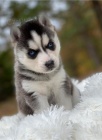 Krásná štěňata sibiřského husky retrívra Krásná štěňata sibiřského husky retrívra