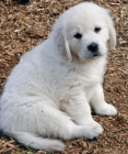 golden retriever golden retriever