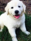 Zlatý retriever Zlatý retriever