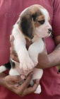 rozkošná štěňata beagle rozkošná štěňata beagle