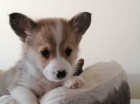 Červené a bílé corgis Červené a bílé corgis