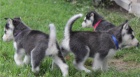 krásné štěně seberian husky k dispozici k adopci krásné štěně seberian husky k dispozici k adopci
