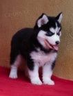 Sibiřský husky štěňata Sibiřský husky štěňata
