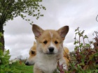 Pembroke Welsh Corgi Pembroke Welsh Corgi