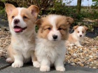 Krásná štěňata Pembroke Welsh Corgi Krásná štěňata Pembroke Welsh Corgi