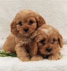 krásné štěňátko cavapoo k dispozici k adopci krásné štěňátko cavapoo k dispozici k adopci
