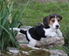 aktivní štěňata beagle aktivní štěňata beagle