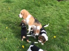 Tříbarevné štěňata Beagle (připraveno) v k. V Tříbarevné štěňata Beagle (připraveno) v k. V