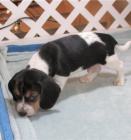 beagle beagle